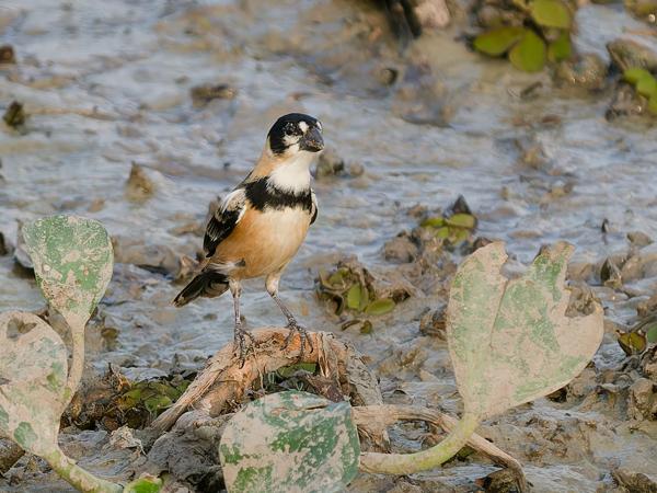 Roestnekdikbekje (Sporophila collaris)